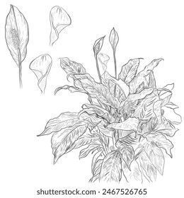 peace lily flower illustration hand drawing style 