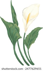 Peace lily flower painting illustration