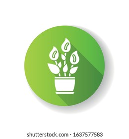 Peace lily green flat design long shadow glyph icon. Spathiphyllum wallisii. Indoor floweing plant. Closet plant with white flowers. Blooming houseplant. Home decor. Silhouette RGB color illustration