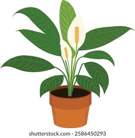 peace lily plant, indoor plants. House plants, plant in clay pot.