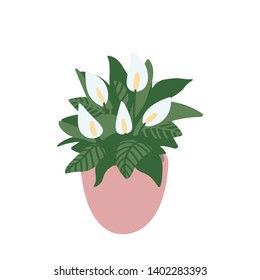 Peace lily. Pot plant. Houseplant isolated on white background. Vector illustration in hand-drawn flat