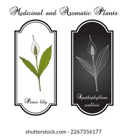 Peace lily, white sails, or spathe flower (Spathiphyllum wallisii), house plant. Hand drawn botanical vector illustration