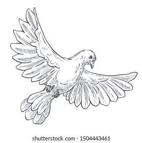 Peace mascot, dove or pigeon isolated animal sketch vector. Flying bird with spread wings drawing, free flight, purity symbol, creature with beak and claws. Clear plumage, biology species, fauna