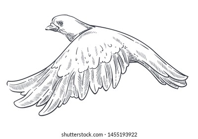 Peace symbol dove or pigeon isolated animal sketch vector flying bird drawing wings flight plumage plant twig purity symbolic creature with beak, and claws clear plumage biology species fauna