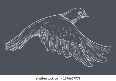 Peace symbol, dove or pigeon isolated animal sketch vector. Flying bird drawing, feather wings, flight and plumage, purity symbolic creature with beak and claws. Biology species and fauna element