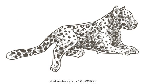 Peaceful carnivore animal laying and resting, isolated predator, wilderness and nature. Resting leopard with spotted fur. Tiger or puma, safari or savannah. Monochrome sketch outline. Vector in flat