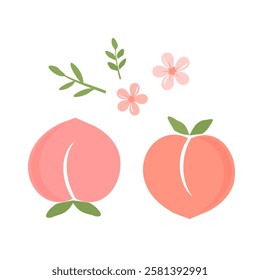 Peach apricot fruit with green leaves and cute flower icon sign isolated on white background vector.