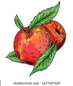 Peach apricot vector. Hand drawn fruit. Summer food engraved color style illustration. Detailed vegetarian sketch. Great for label, poster, print, menu
