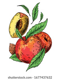 Pfirsichapricot-Vektorillustration. Handgezeichnete Früchte. Sommerküche mit Farbstil-Illustration. Detaillierte vegetarische Skizze. Toll für Label, Poster, Druck, Menü