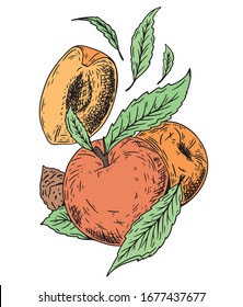 Peach apricot vector. Hand drawn fruit. Summer food engraved color style illustration. Detailed vegetarian sketch. Great for label, poster, print, menu