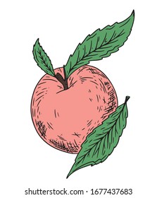 Peach apricot vector. Hand drawn fruit. Summer food engraved color style illustration. Detailed vegetarian sketch. Great for label, poster, print, menu