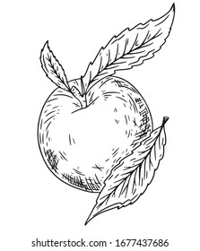 Peach apricot vector. Hand drawn fruit. Summer food engraved style illustration. Detailed vegetarian sketch. Great for label, poster, print, menu