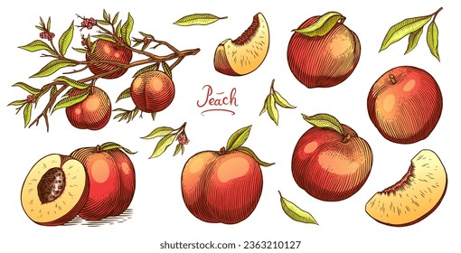 Peach and apricot in Vintage style. Slice and half and cut. Engraved Fruits. Hand drawn food. Vector illustration for farm market, menu, label. Organic product in ink and grunge style.