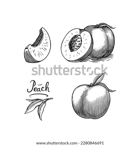 Peach and apricot in Vintage style. Slice and half and cut. Engraved Fruits. Hand drawn food. Vector illustration for farm market, menu, label. Organic product in ink and grunge style.