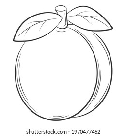 Peach, apricot,fruit in a linear style. Black and white vector decorative element, drawn by hand.