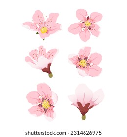 Peach blooming tree branch. Peach blossom pink flowers. Big set flat vector spring flowers. Peach flowers from different angles.