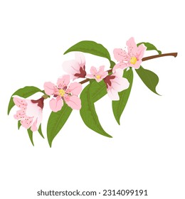 Peach blooming tree branch. Fruit tree blossom pink flowers. Flat vector spring flowers.