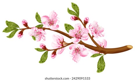 Peach blossom branch. Spring pink flowers. Stock vector illustration on a white background.