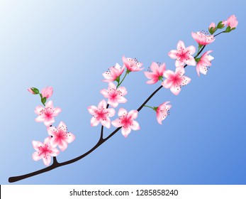 Peach blossom branch vector illustration. Blooming twig isolated on blue sky background, springtime tree flower blossoms seasonal design. Awesome spring flowering tree branch vector.