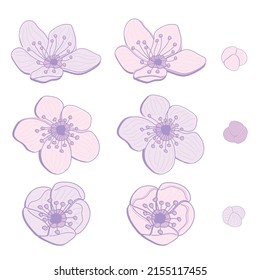 Peach blossom flower isolated vector