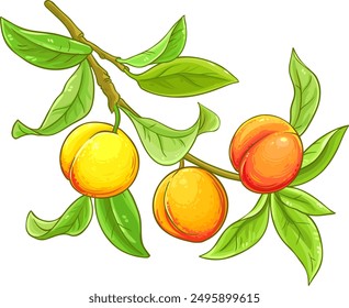 Peach Branch Colored Detailed Illustration