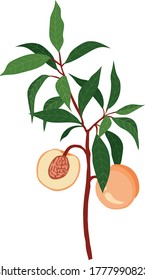 peach branch with fruits and leaves vector