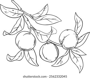 Peach Branch with Fruits Outline Illustration.