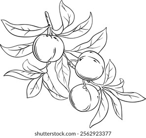 Peach Branch with Fruits Outline Illustration.
