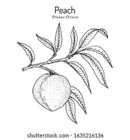 Peach branch (Prunus persica), edible juicy fruit. Hand drawn botanical vector illustration