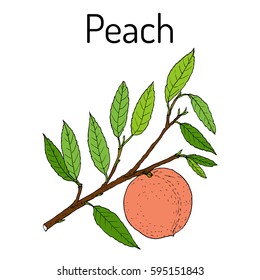 Peach branch (Prunus persica), edible juicy fruit. Hand drawn botanical vector illustration