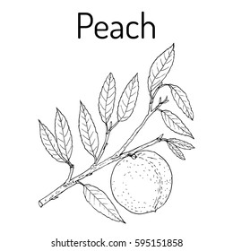 Peach branch (Prunus persica), edible juicy fruit. Hand drawn botanical vector illustration