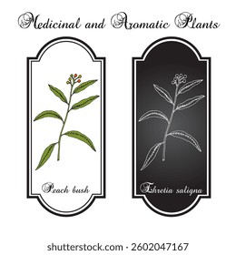 Peach bush, or native willow (ehretia saligna), medicinal plant. Hand drawn botanical vector illustration