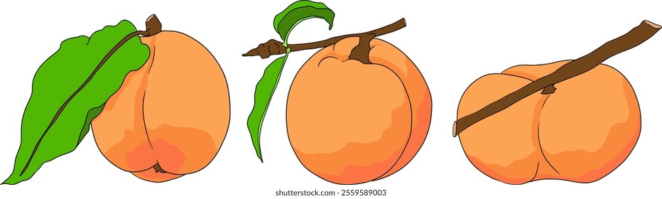 Peach colored vector. Apricot illustrations in hand drawn doodle style. Whole peaches, sliced peaches, slices, fruit on a branch, leaves.	