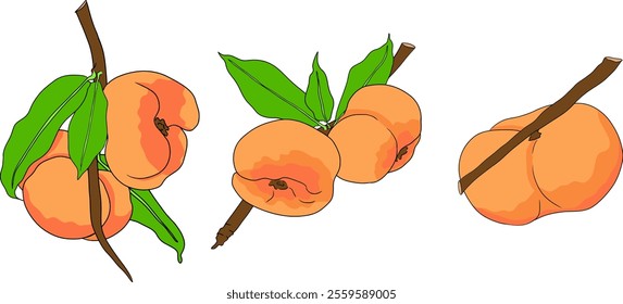 Peach colored vector. Apricot illustrations in hand drawn doodle style. Whole peaches, sliced peaches, slices, fruit on a branch, leaves.	