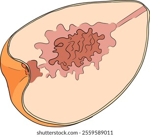 Peach colored vector. Apricot illustrations in hand drawn doodle style. Whole peaches, sliced peaches, slices, fruit on a branch, leaves.	