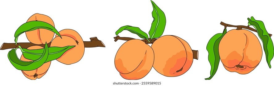 Peach colored vector. Apricot illustrations in hand drawn doodle style. Whole peaches, sliced peaches, slices, fruit on a branch, leaves.	