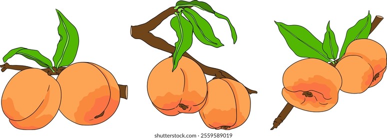 Peach colored vector. Apricot illustrations in hand drawn doodle style. Whole peaches, sliced peaches, slices, fruit on a branch, leaves.	