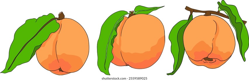 Peach colored vector. Apricot illustrations in hand drawn doodle style. Whole peaches, sliced peaches, slices, fruit on a branch, leaves.	