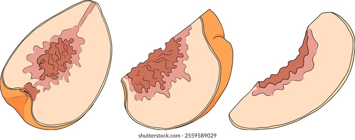 Peach colored vector. Apricot illustrations in hand drawn doodle style. Whole peaches, sliced peaches, slices, fruit on a branch, leaves.	