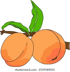 Peach colored vector. Apricot illustrations in hand drawn doodle style. Whole peaches, sliced peaches, slices, fruit on a branch, leaves.	