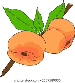 Peach colored vector. Apricot illustrations in hand drawn doodle style. Whole peaches, sliced peaches, slices, fruit on a branch, leaves.	