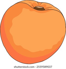 Peach colored vector. Apricot illustrations in hand drawn doodle style. Whole peaches, sliced peaches, slices, fruit on a branch, leaves.	