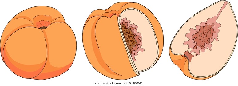 Peach colored vector. Apricot illustrations in hand drawn doodle style. Whole peaches, sliced peaches, slices, fruit on a branch, leaves.	