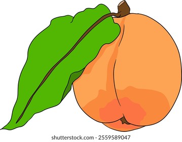 Peach colored vector. Apricot illustrations in hand drawn doodle style. Whole peaches, sliced peaches, slices, fruit on a branch, leaves.	