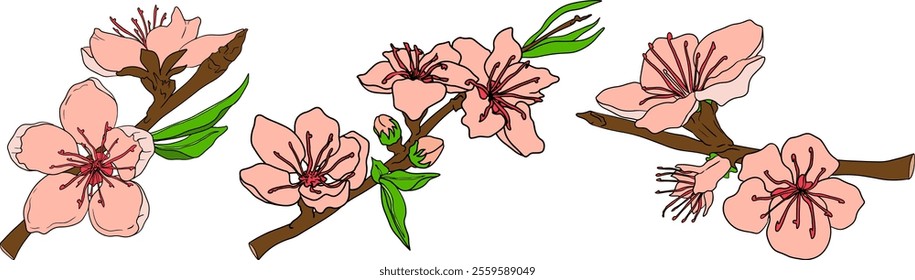 Peach colored vector. Apricot illustrations in hand drawn doodle style. Whole peaches, sliced peaches, slices, fruit on a branch, leaves.	