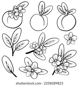 Vector  Peach decorative set.Hand drawn fruit illustration for greeting cards, posters, recipe, culinary design. Black and white with line art isolated on white backgrounds