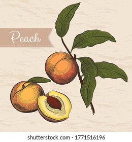 Plantilla de diseño de color. Melocotón grabado. Ilustración vectorial para etiqueta, afiche, pancarta, embalaje u otro. Dibujado a mano, estilo vintage