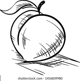 Peach drawing, illustration, vector on white background