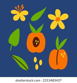 Peach elements vector set. Hand drawn tropical fruit parts, flower, leaf, half in trendy minimal style