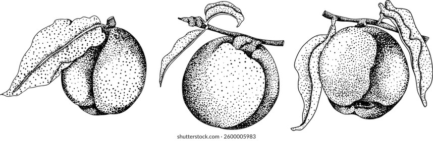 Peach engraving vector. Apricot illustrations in hand drawn doodle style. Whole peaches, sliced peaches, slices, fruit on a branch, leaves.	